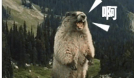 土拨鼠视频,揭秘神秘动物的生活习性